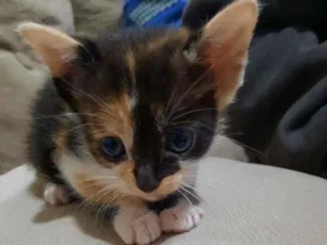 Gato raça Vira lata idade Abaixo de 2 meses nome Mera
