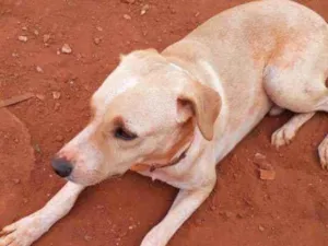 Cachorro raça Vira-lata  idade 3 anos nome Jason