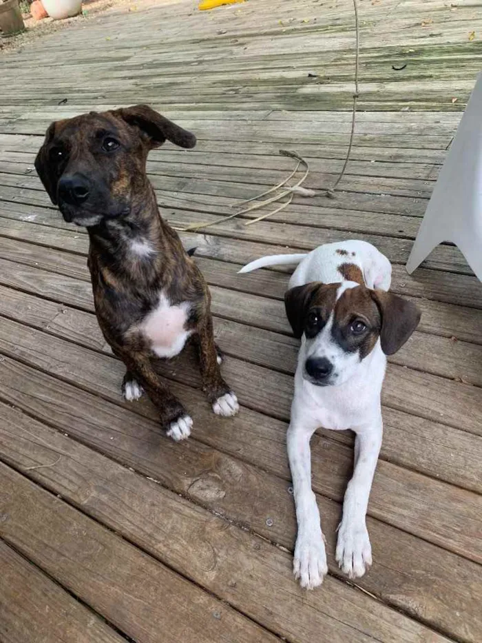 Cachorro ra a Perdigueiro  idade 2 a 6 meses nome Macho /Fêmea 