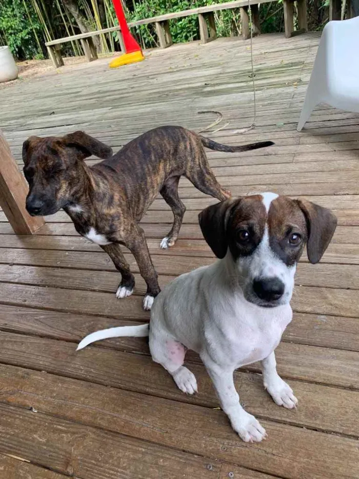 Cachorro ra a Perdigueiro  idade 2 a 6 meses nome Macho /Fêmea 