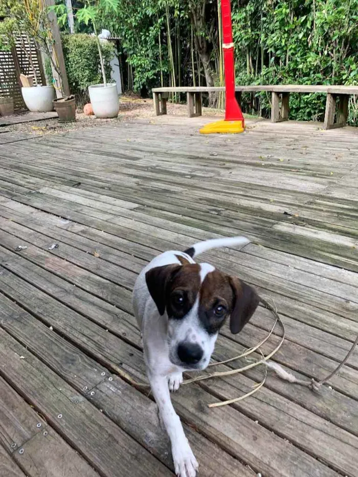 Cachorro ra a Perdigueiro  idade 2 a 6 meses nome Macho /Fêmea 