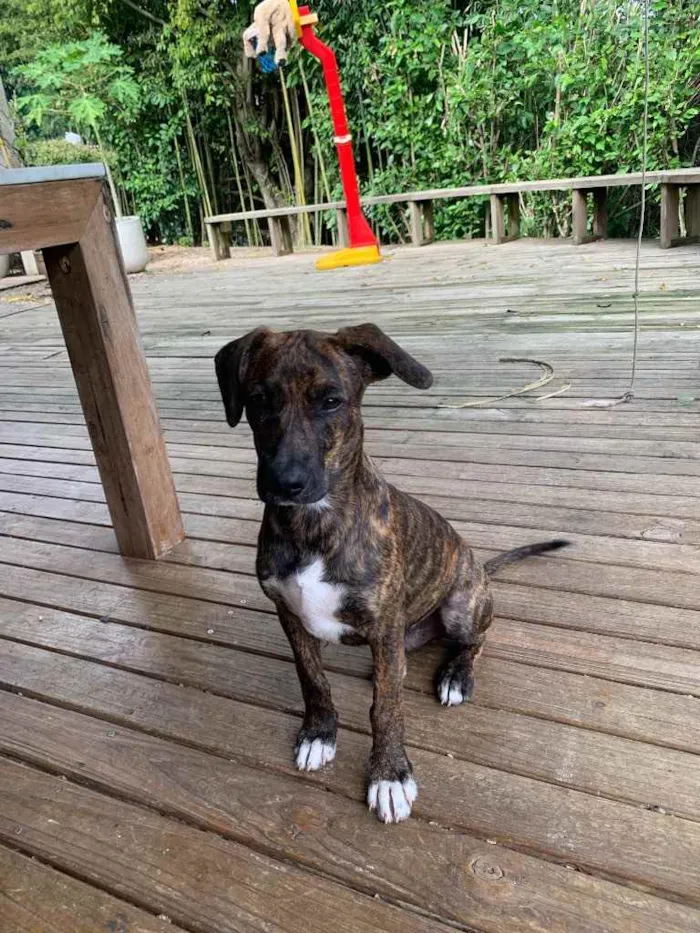 Cachorro ra a Perdigueiro  idade 2 a 6 meses nome Macho /Fêmea 