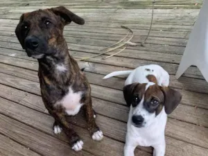 Cachorro raça Perdigueiro  idade 2 a 6 meses nome Macho /Fêmea 