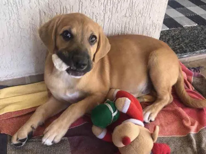 Cachorro ra a Sem raça definida  idade 2 a 6 meses nome Scooby