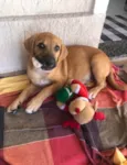 Scooby