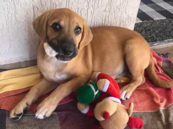 Cachorro ra a Sem raça definida  idade 2 a 6 meses nome Scooby