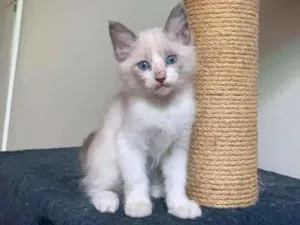 Gato raça SRD-ViraLata idade 2 a 6 meses nome Bruli