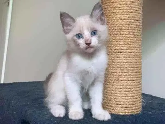 Gato ra a SRD-ViraLata idade 2 a 6 meses nome Bruli