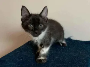 Gato raça SRD-ViraLata idade 2 a 6 meses nome Tarantino