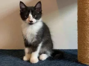 Gato raça SRD-ViraLata idade 2 a 6 meses nome Holt