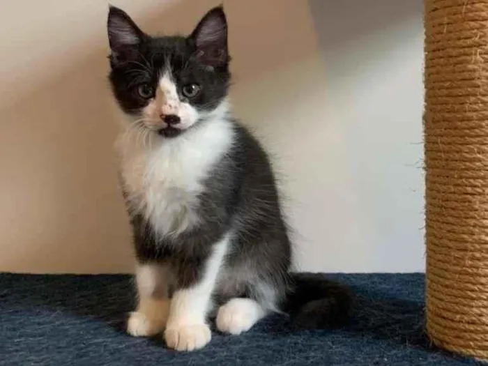 Gato ra a SRD-ViraLata idade 2 a 6 meses nome Holt