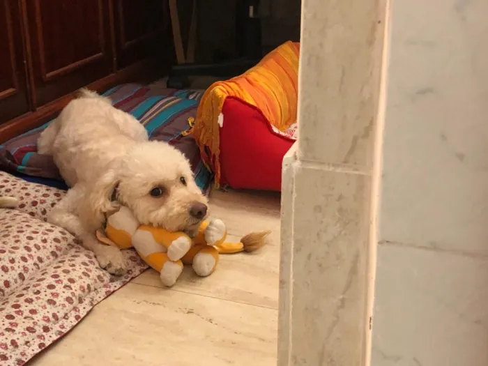 Cachorro ra a Poodle idade 3 anos nome Mel