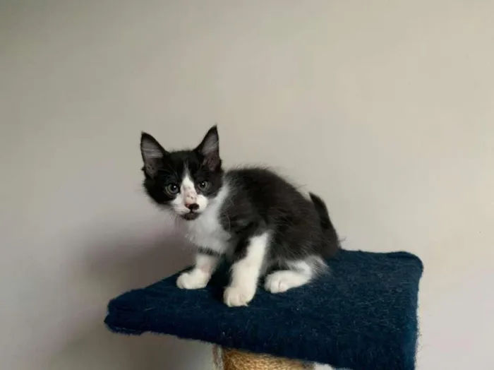 Gato ra a SRD-ViraLata idade 2 a 6 meses nome Holt
