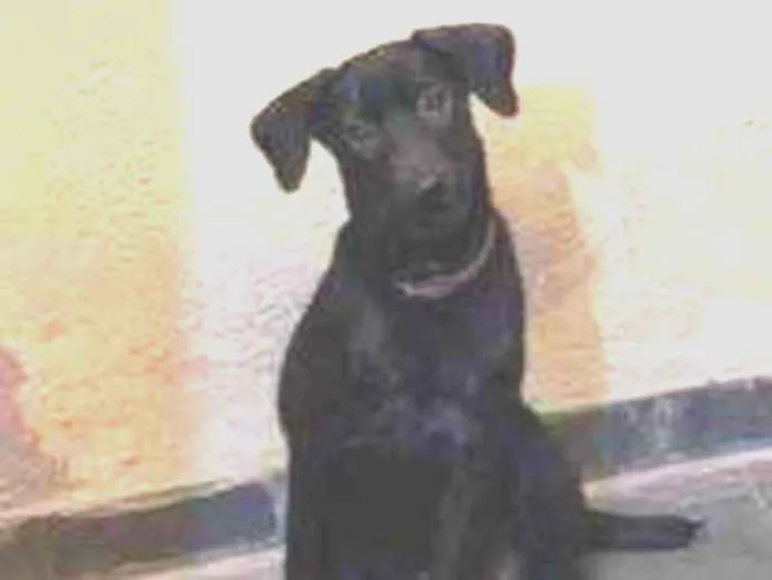 Cachorro ra a Sem raça definida  idade 2 a 6 meses nome Pretinha