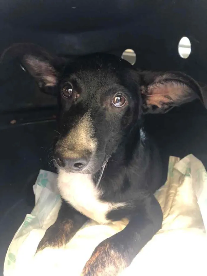 Cachorro raça Sem Raça Definida idade 2 a 6 meses nome Sem nome