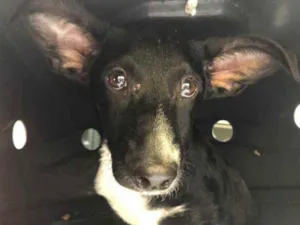 Cachorro raça Sem Raça Definida idade 2 a 6 meses nome Sem nome