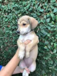 Cachorro raça Sem Raça Definida idade 2 a 6 meses nome Sem nome