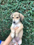 Cachorro raça Sem Raça Definida idade 2 a 6 meses nome Sem nome