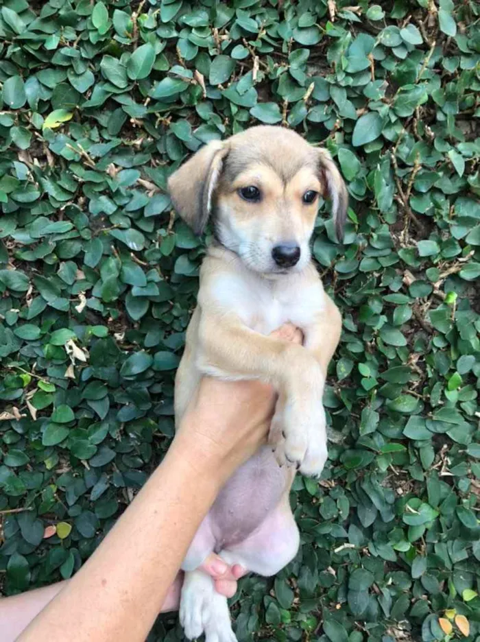Cachorro raça Sem Raça Definida idade 2 a 6 meses nome Sem nome