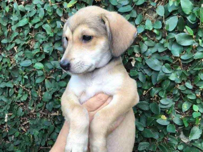 Cachorro raça Sem Raça Definida idade 2 a 6 meses nome Sem nome
