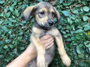 Cachorro raça Sem Raça Definida idade 2 a 6 meses nome Sem nome