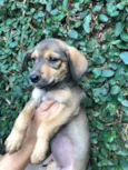 Cachorro raça Sem Raça Definida idade 2 a 6 meses nome Sem nome