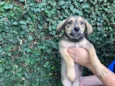 Cachorro raça Sem Raça Definida idade 2 a 6 meses nome Sem nome