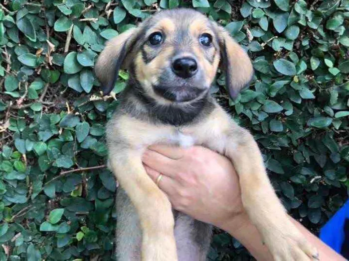 Cachorro raça Sem Raça Definida idade 2 a 6 meses nome Sem nome