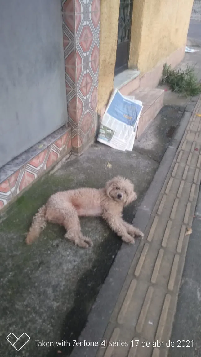 Cachorro ra a Poodle idade 1 ano nome Bob