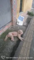 Bob