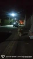 Bob