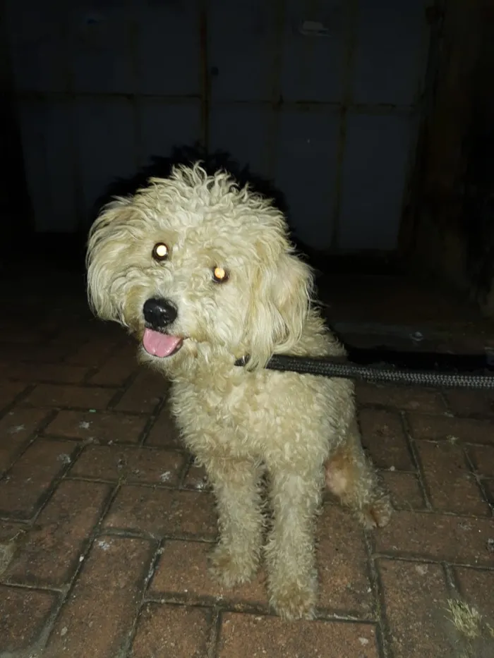Cachorro ra a Poodle idade 1 ano nome Bob