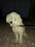 Bob