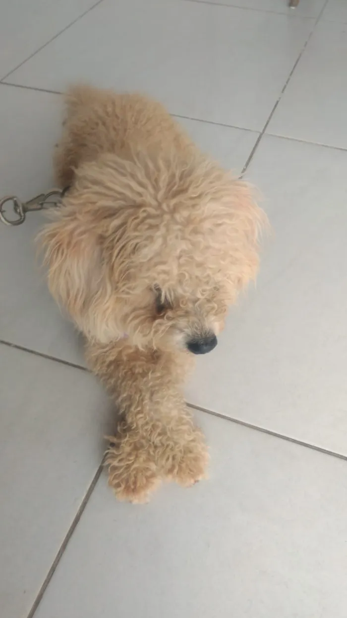 Cachorro ra a Poodle idade 1 ano nome Bob