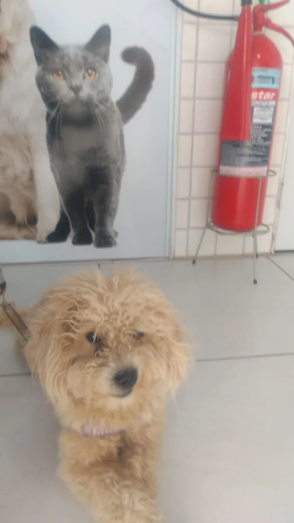 Cachorro ra a Poodle idade 1 ano nome Bob