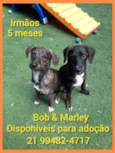 Bob  & Marley