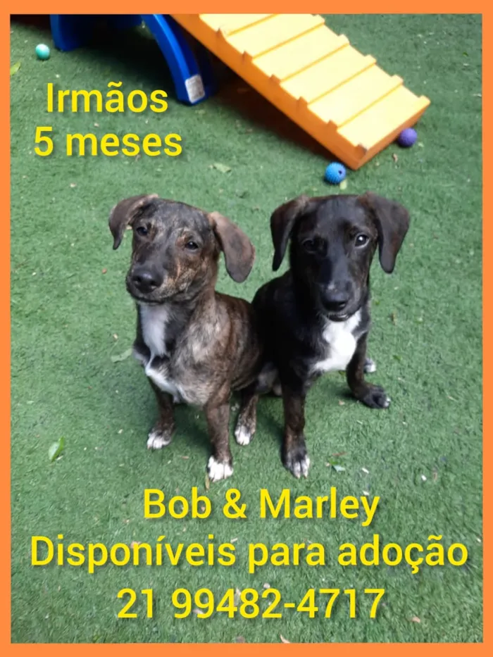 Cachorro ra a srd idade 2 a 6 meses nome Bob  & Marley