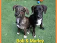 Bob  & Marley