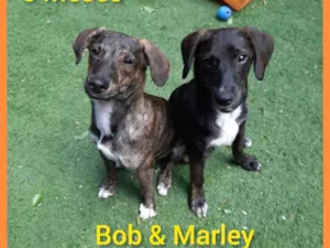 Cachorro raça srd idade 2 a 6 meses nome Bob  & Marley