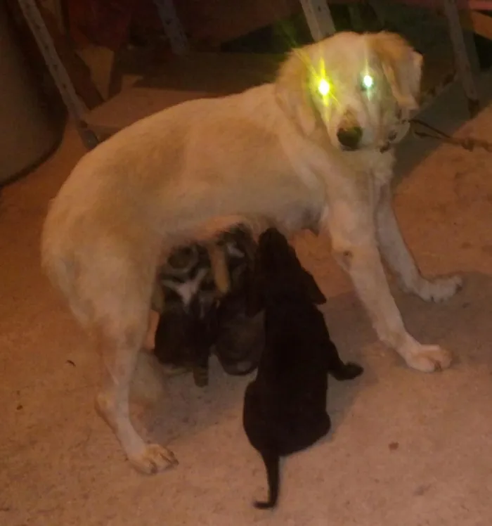 Cachorro ra a srd idade 2 a 6 meses nome Bob  & Marley