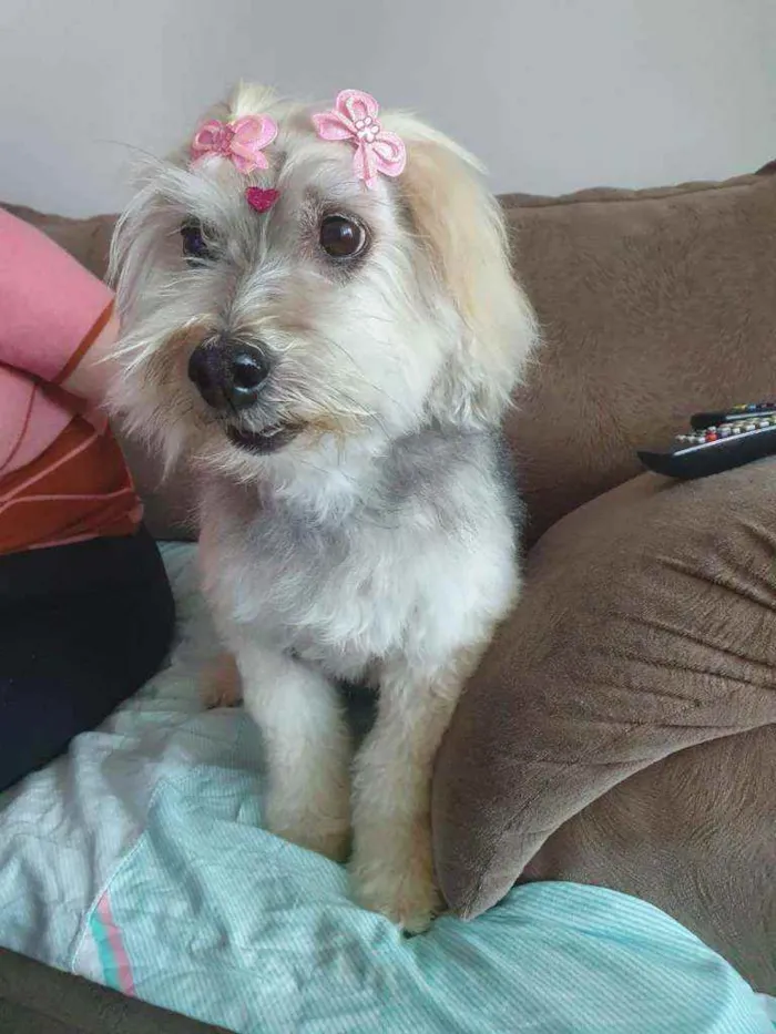 Cachorro raça Mix poodle idade 4 anos nome Luna