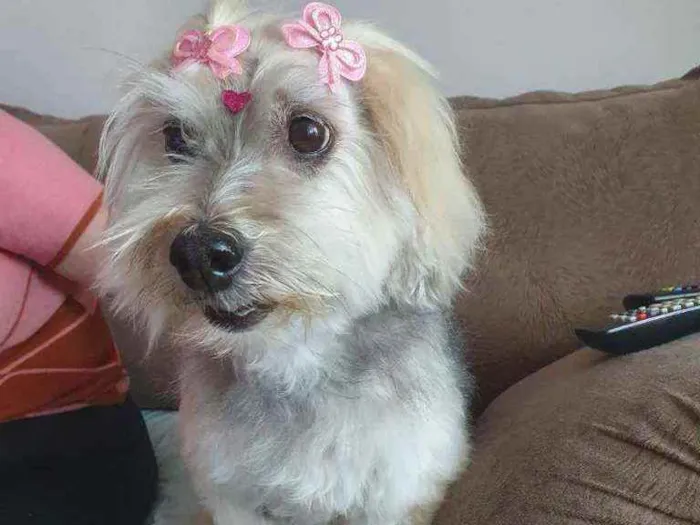 Cachorro raça Mix poodle idade 4 anos nome Luna