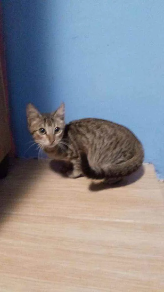 Gato ra a Sem Raça definida idade 2 a 6 meses nome Sem nome 1
