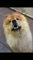 Enok