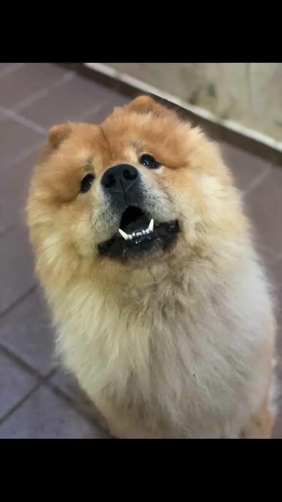 Cachorro raça Chow chow idade 4 anos nome Enok