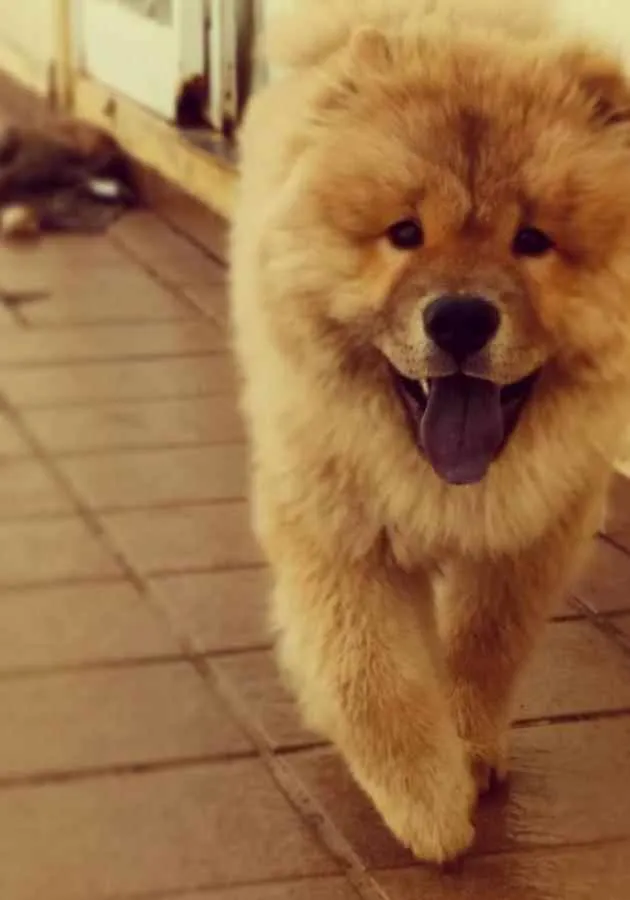 Cachorro raça Chow chow idade 4 anos nome Enok