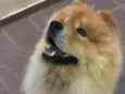 Enok