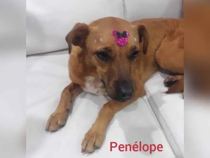 Cachorro raça  idade 3 anos nome Penélope 
