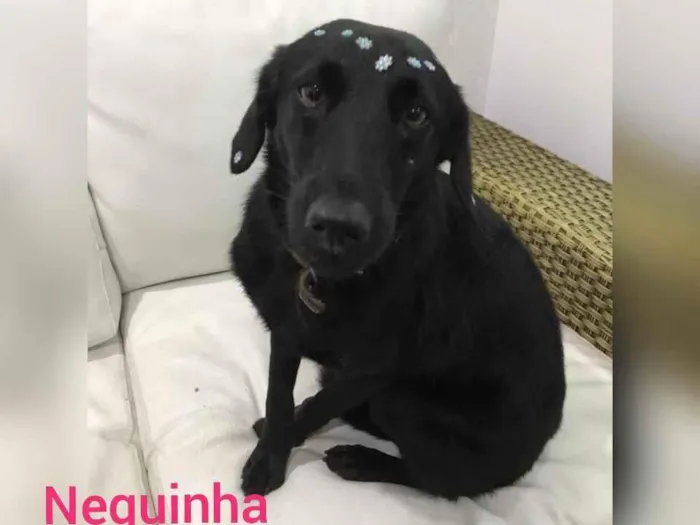 Cachorro raça  idade 3 anos nome Neguinha 