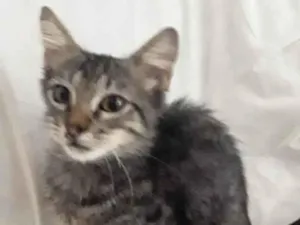 Gato raça SRD idade 2 a 6 meses nome Charlie